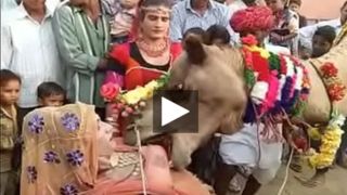 Ajab Desh Ki Gajab Tamasha  Camel engulfing milk sacks