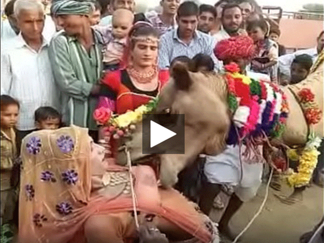 640px x 480px - Ajab Desh Ki Gajab Tamasha Camel engulfing milk sacks : INDIAN SEX on  TABOO.DESIâ„¢